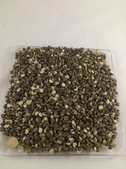 Umbonium black 1 cm 1 kg.